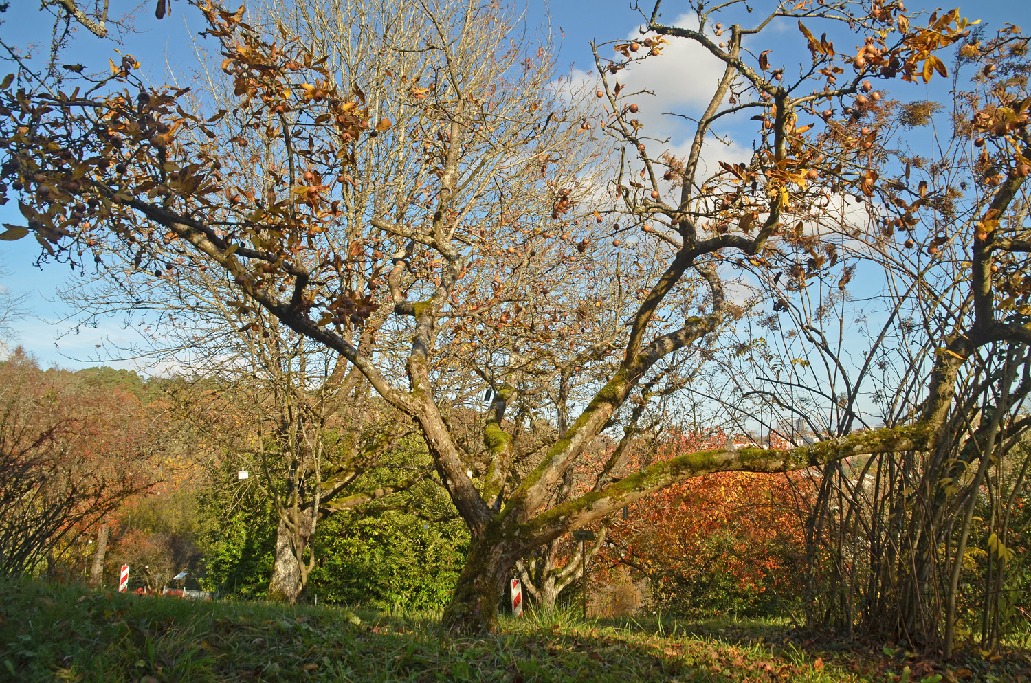 Mespilus germanica - Tübingen - November 2022