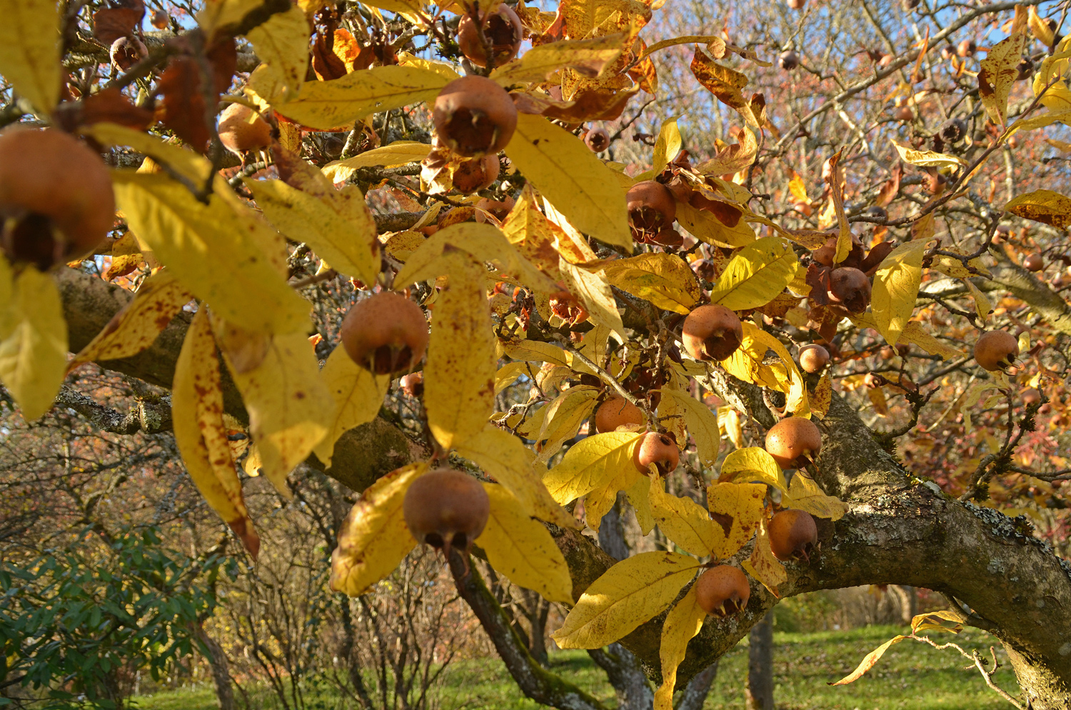 Mespilus germanica - Tübingen - November 2022