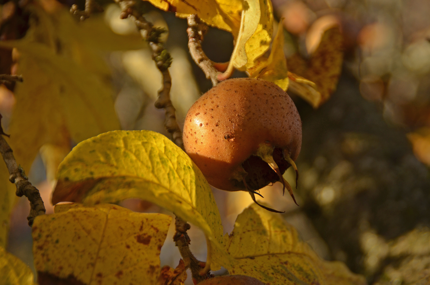 Mespilus germanica - Tübingen - November 2022