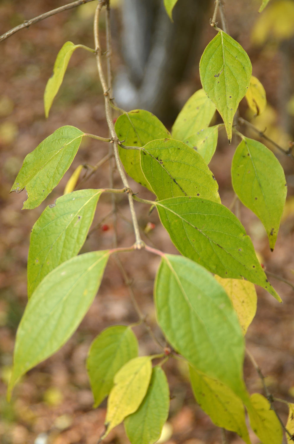 Lonicera maackii 'Erubescens' - Tübingen - November 2022