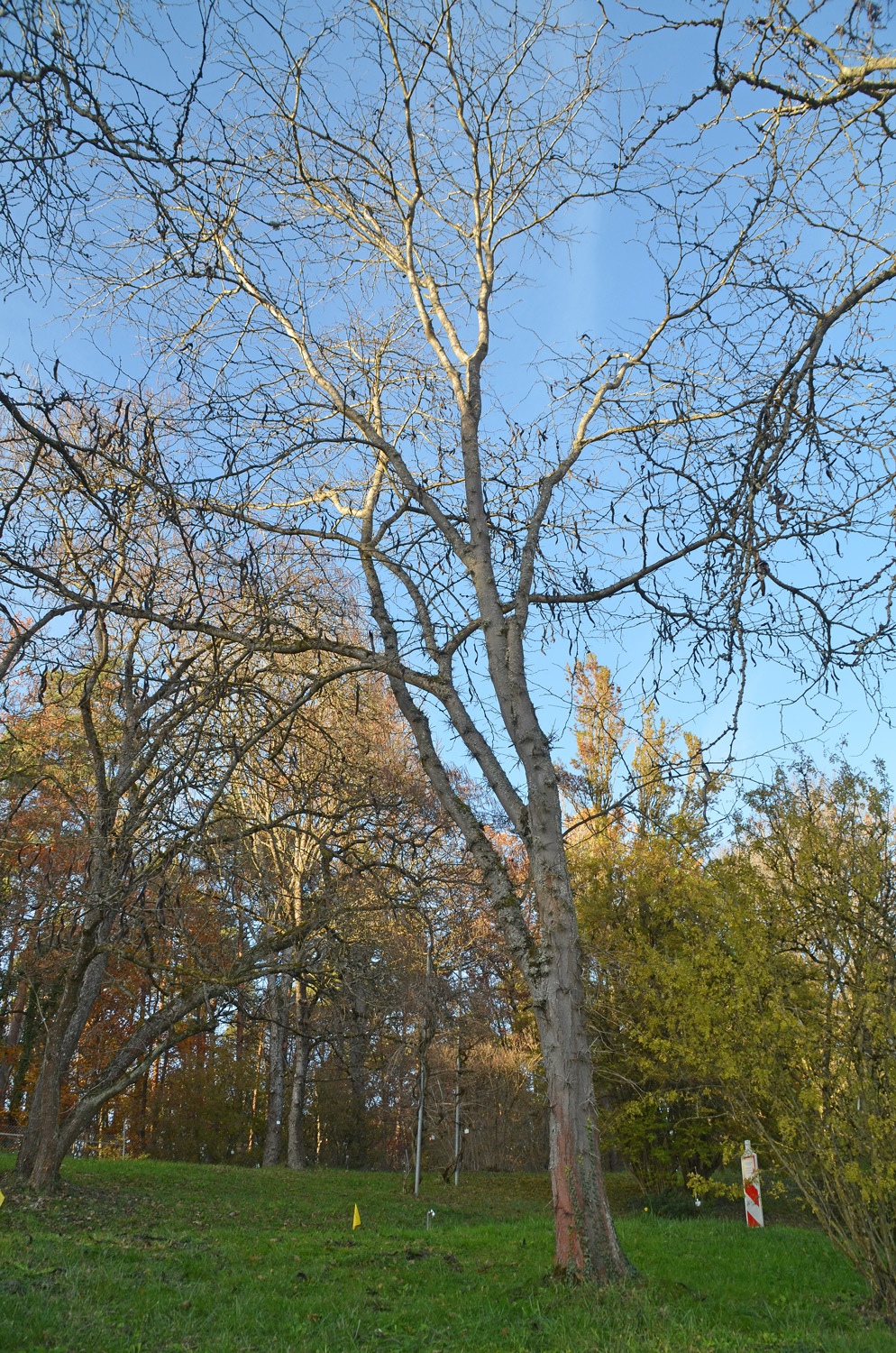 Gleditsia sinensis - Tübingen - November 2022