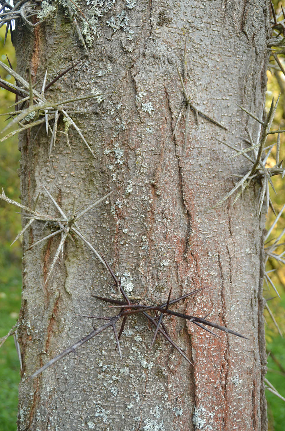Gleditsia sinensis - Tübingen - November 2022