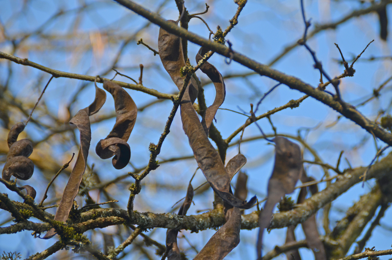 Gleditsia sinensis - Tübingen - November 2022