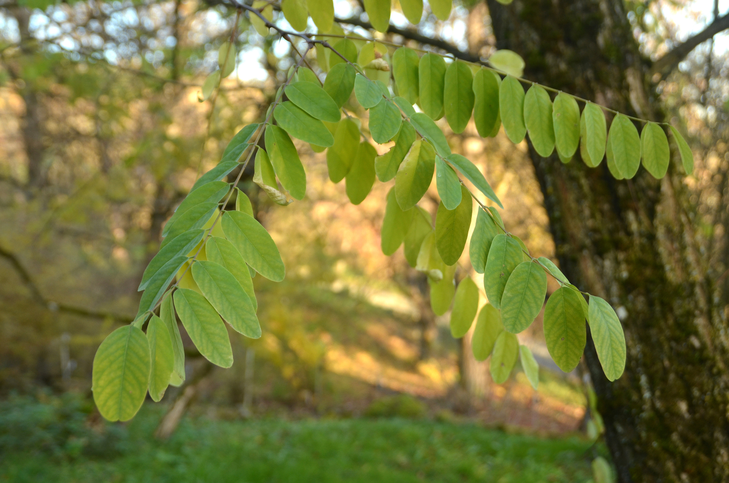 Robinia viscosa - Tübingen - November 2022
