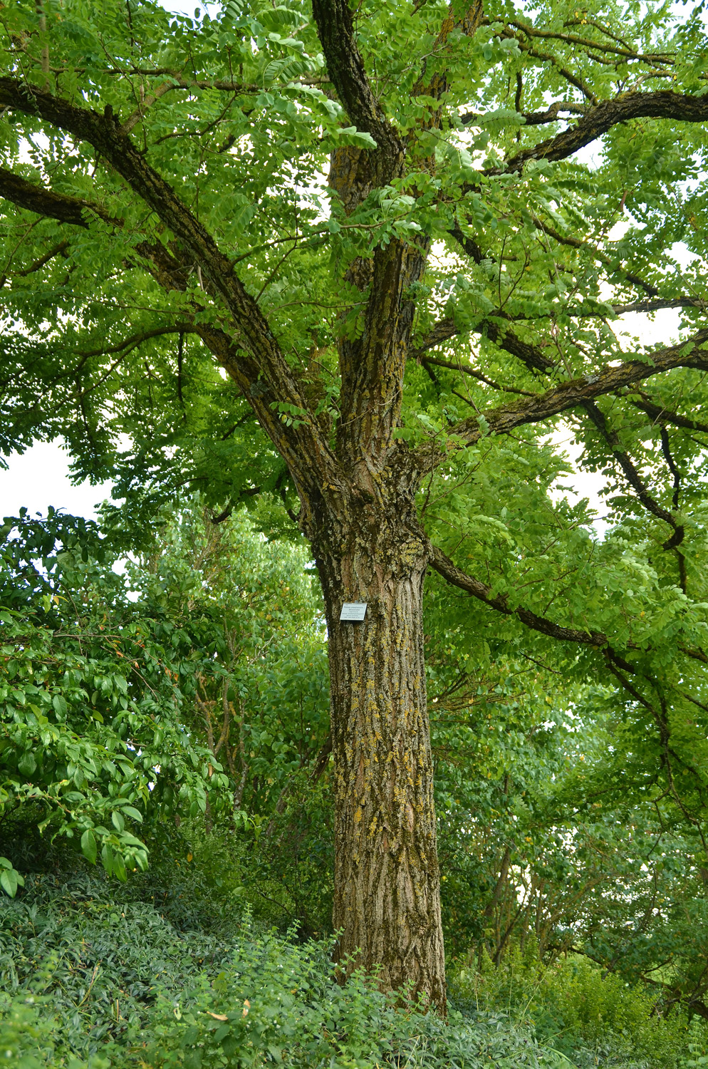 Robinia pseudoacacia 'Bessoniana' - Stuttgart-Hohenheim - Juli 2022