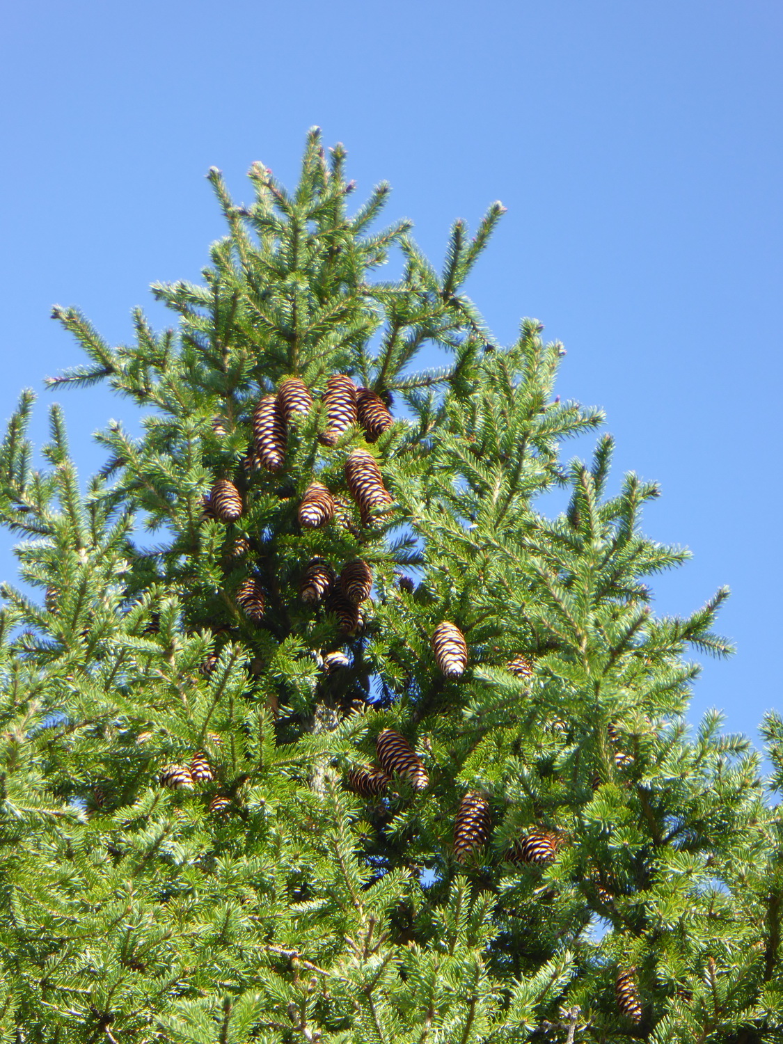 Picea × fennica - Dresden Botanischer Garten - September 2015