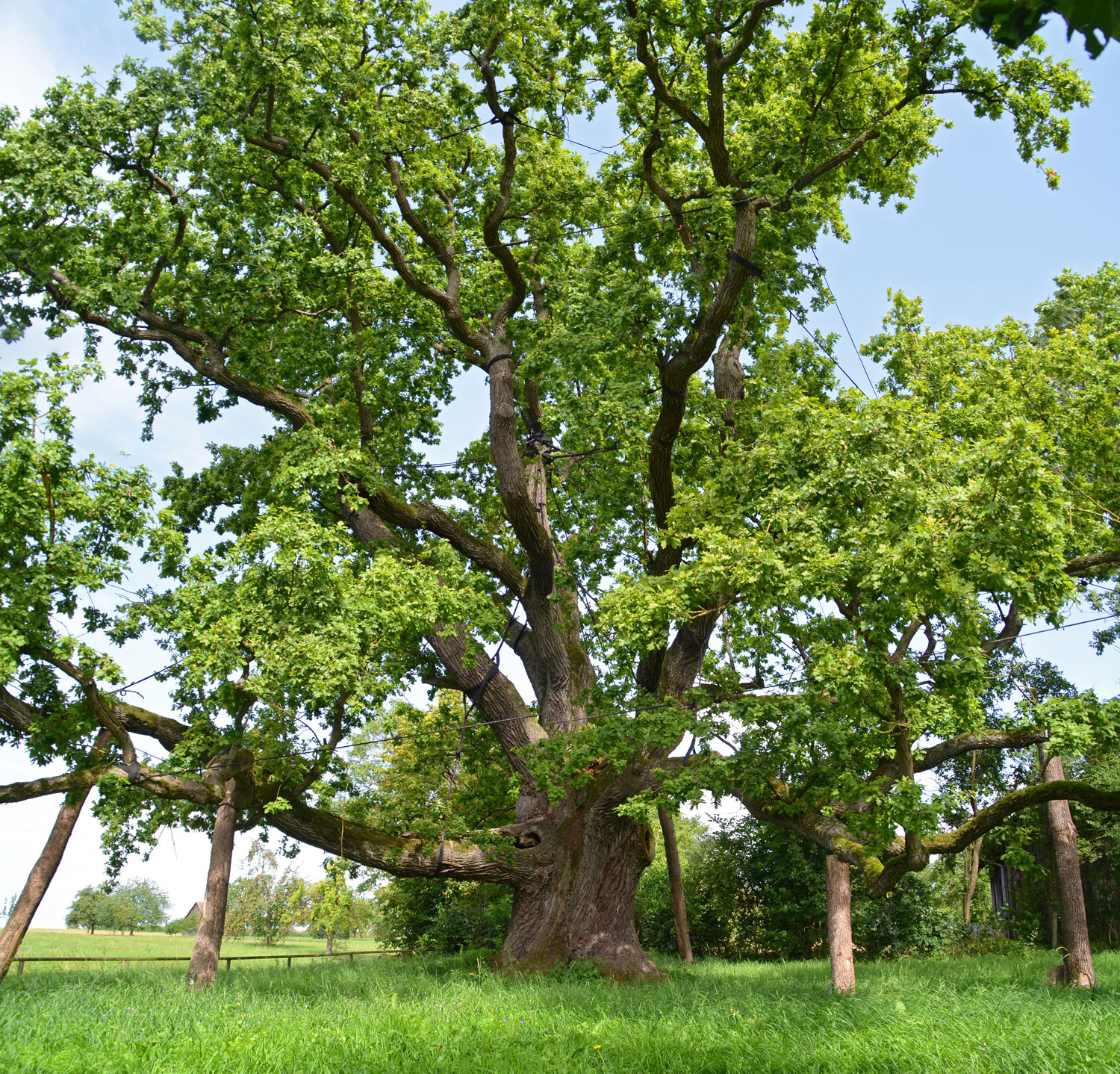Quercus robur - Eltershofen - August 2014