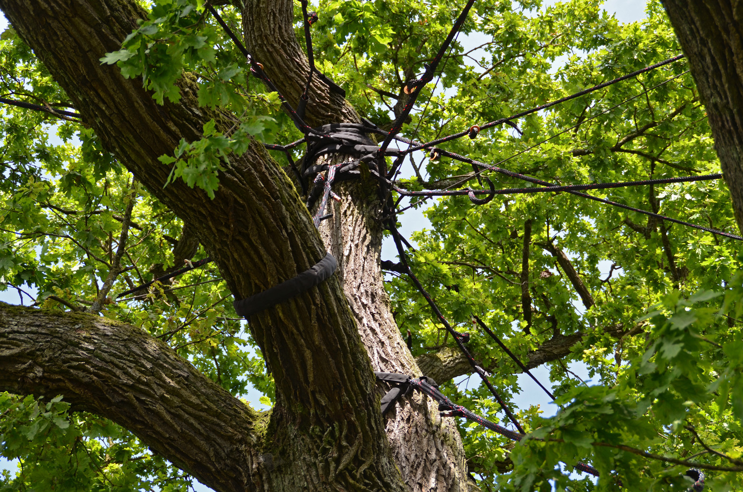Quercus robur - Eltershofen - August 2014