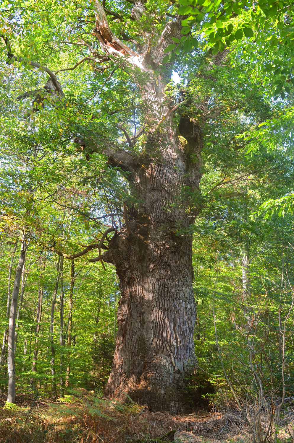 Quercus robur - Rotwildpark Stuttgart - Oktober 2019