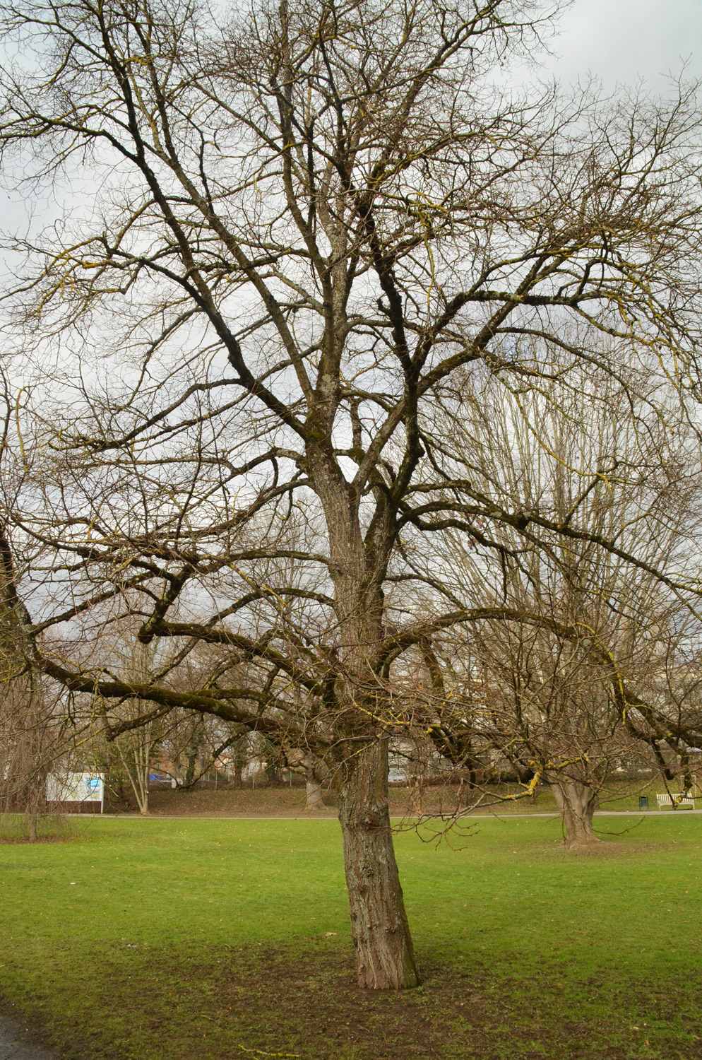 Tilia dasystyla - Exotengarten - Februar 2021