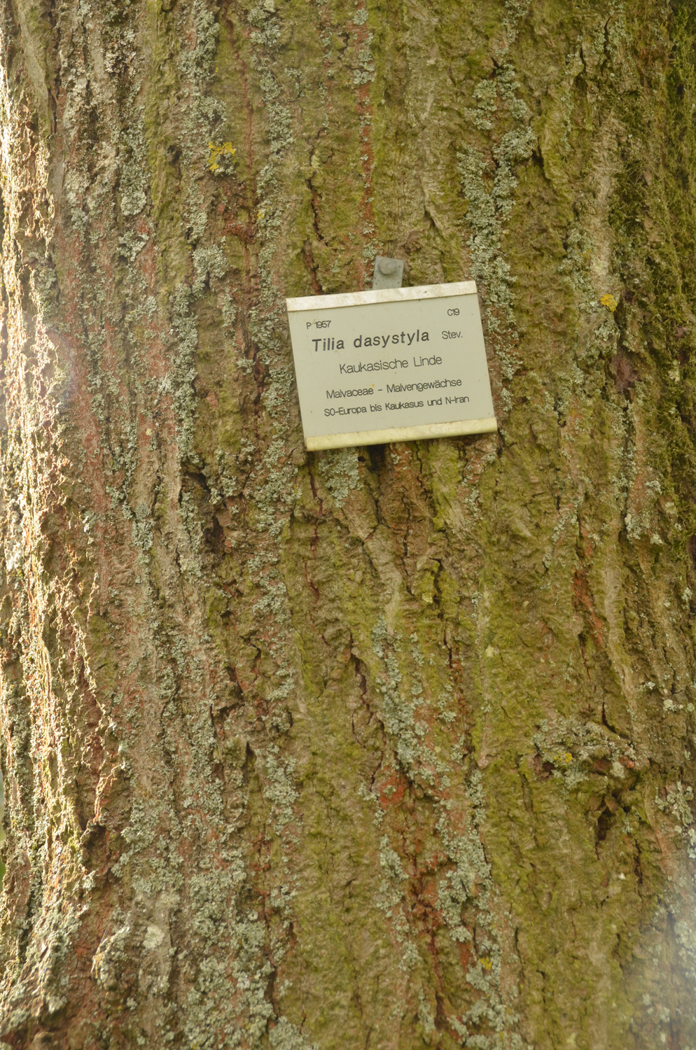 Tilia dasystyla - Exotengarten - Februar 2021