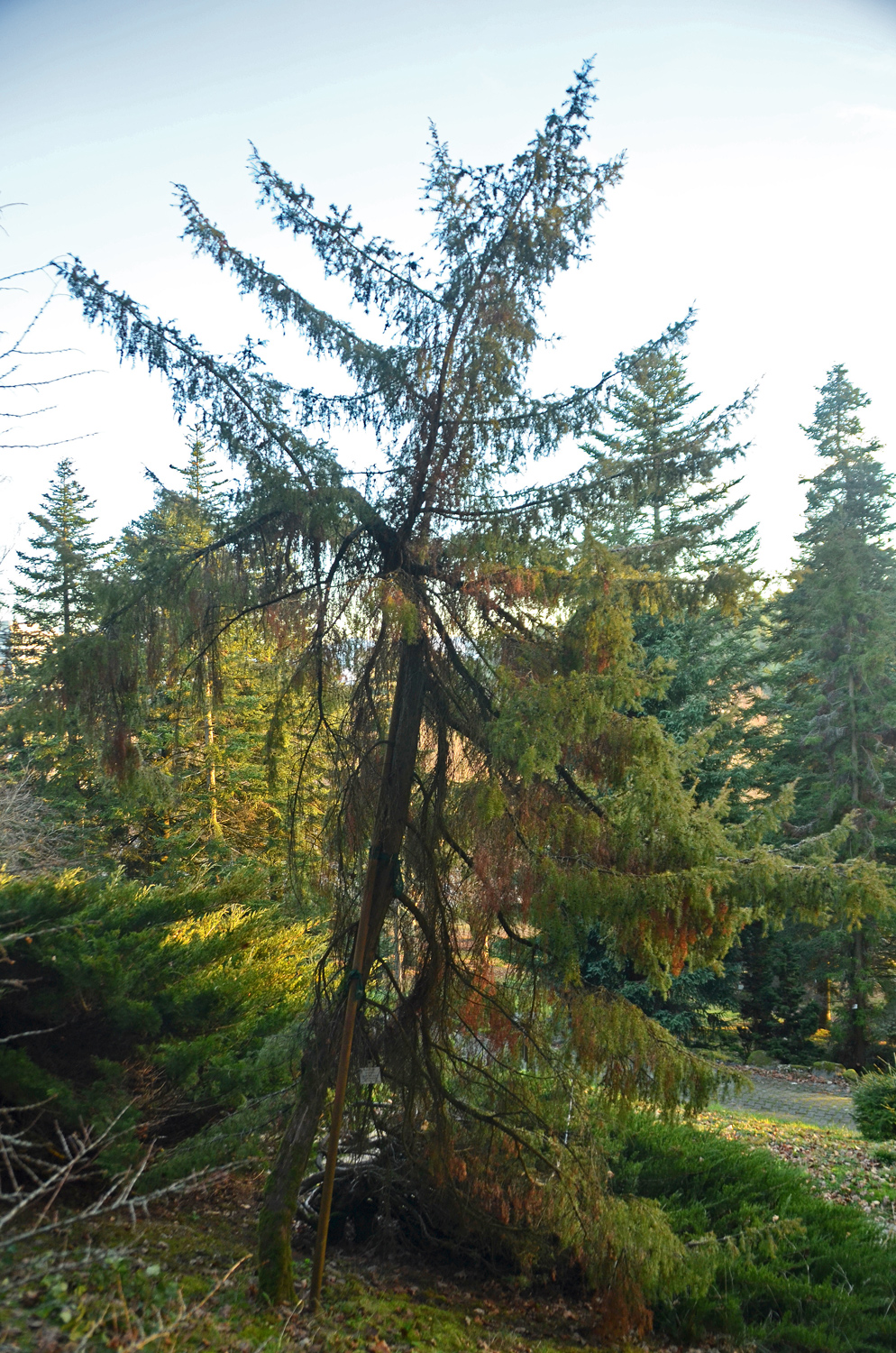Juniperus rigida - Tübingen - Januar 2023