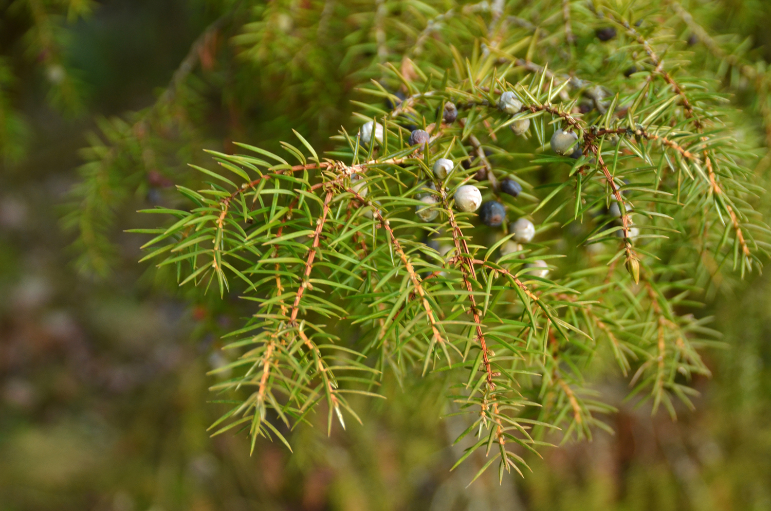 Juniperus rigida - Tübingen - Januar 2023