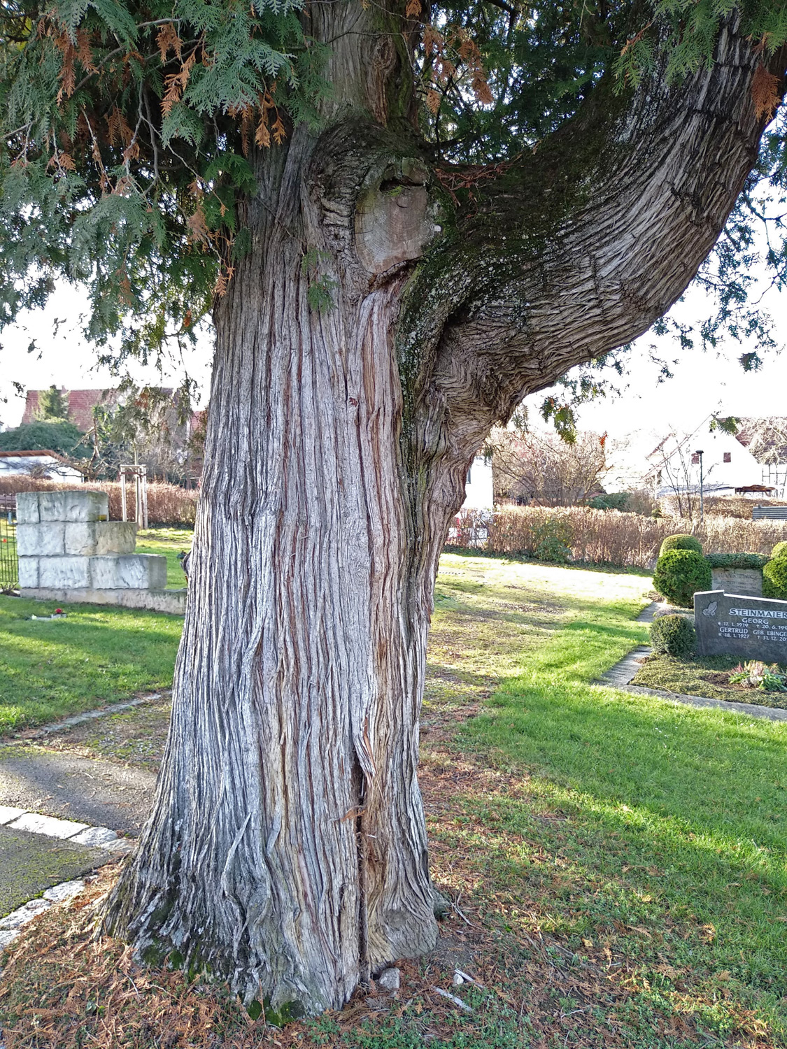 Thuja occidentalis - Kusterdingen - Dezember 2022