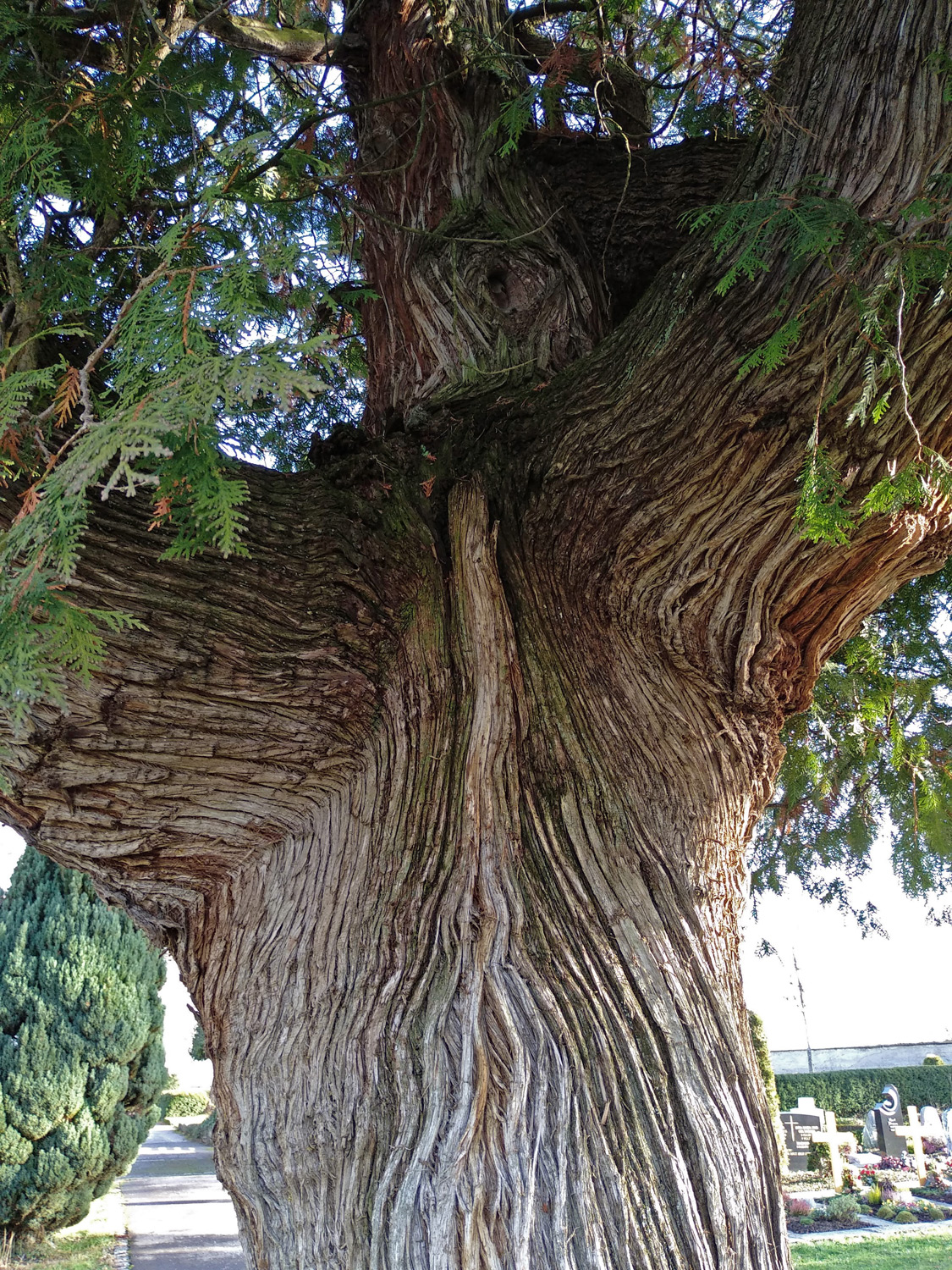 Thuja occidentalis - Kusterdingen - Dezember 2022
