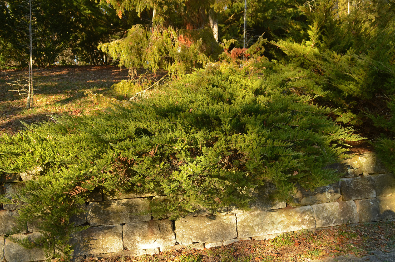 Juniperus sabina 'Rockery Gem' - Tübingen - Januar 2023