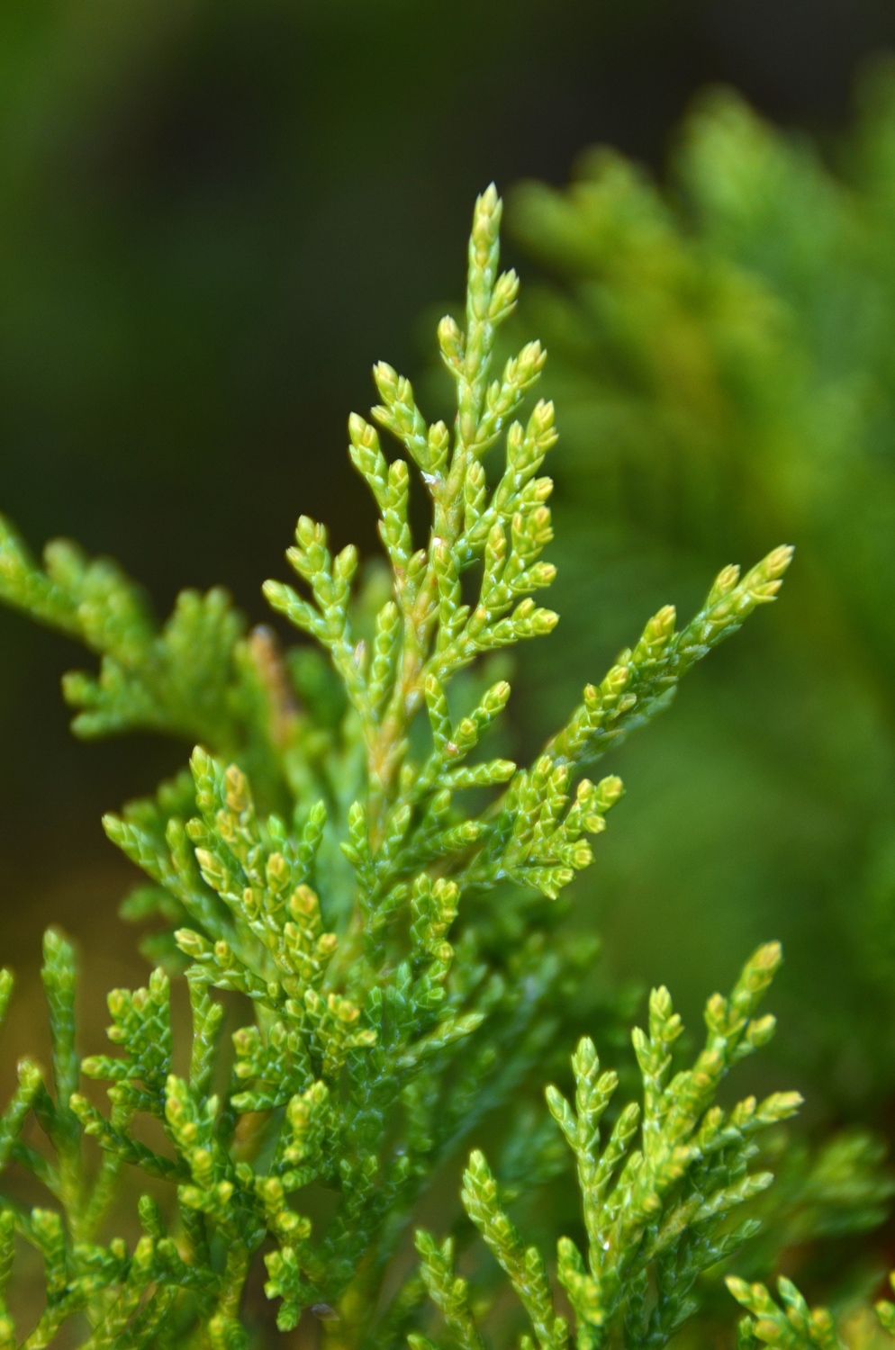 Juniperus sabina 'Rockery Gem' - Tübingen - Januar 2023