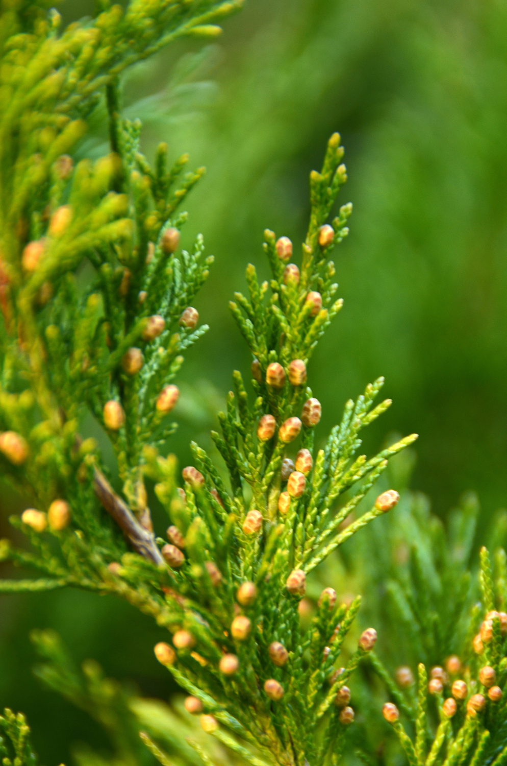 Juniperus sabina 'Rockery Gem' - Tübingen - Januar 2023
