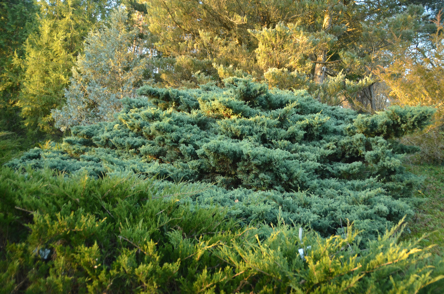 Juniperus sabina 'Blue Danube' - Tübingen - Januar 2023