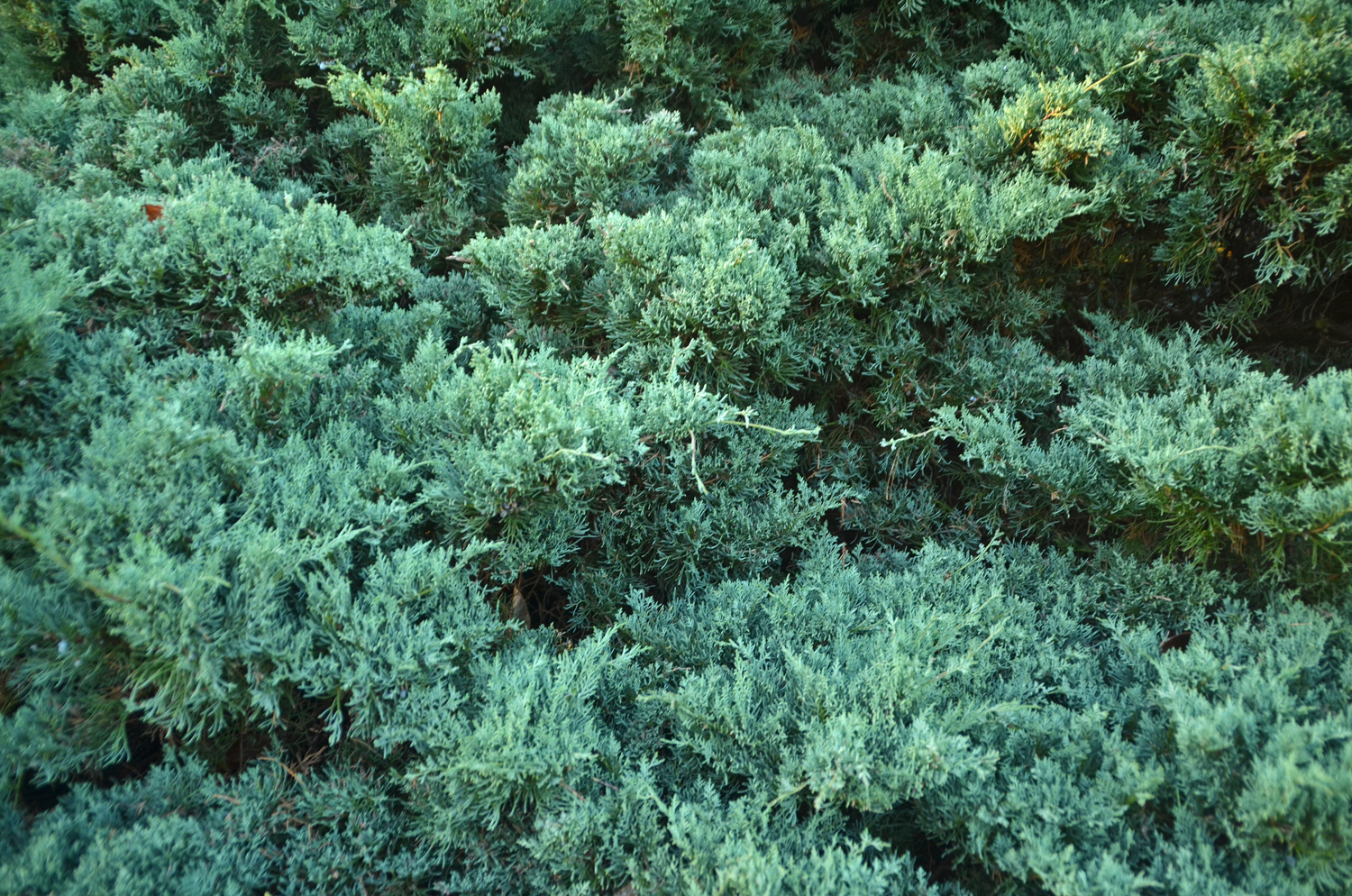 Juniperus sabina 'Blue Danube' - Tübingen - Januar 2023