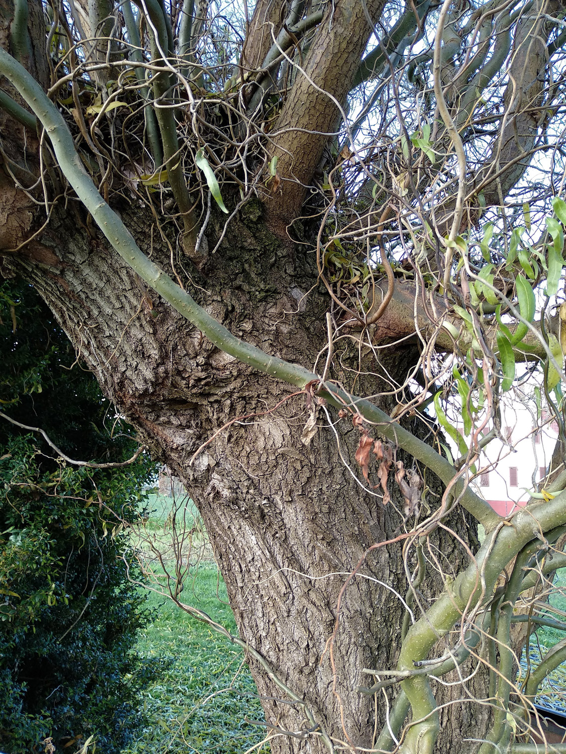 Salix matsudana 'Tortuosa' - Dezember 2022
