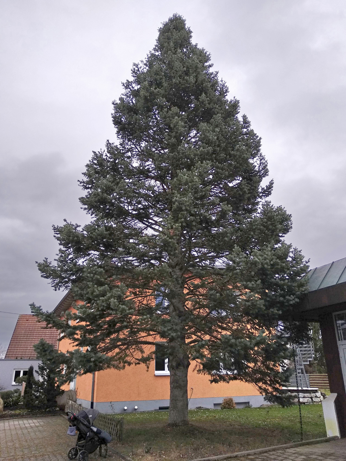 Abies concolor - Kusterdingen - Dez. 2022