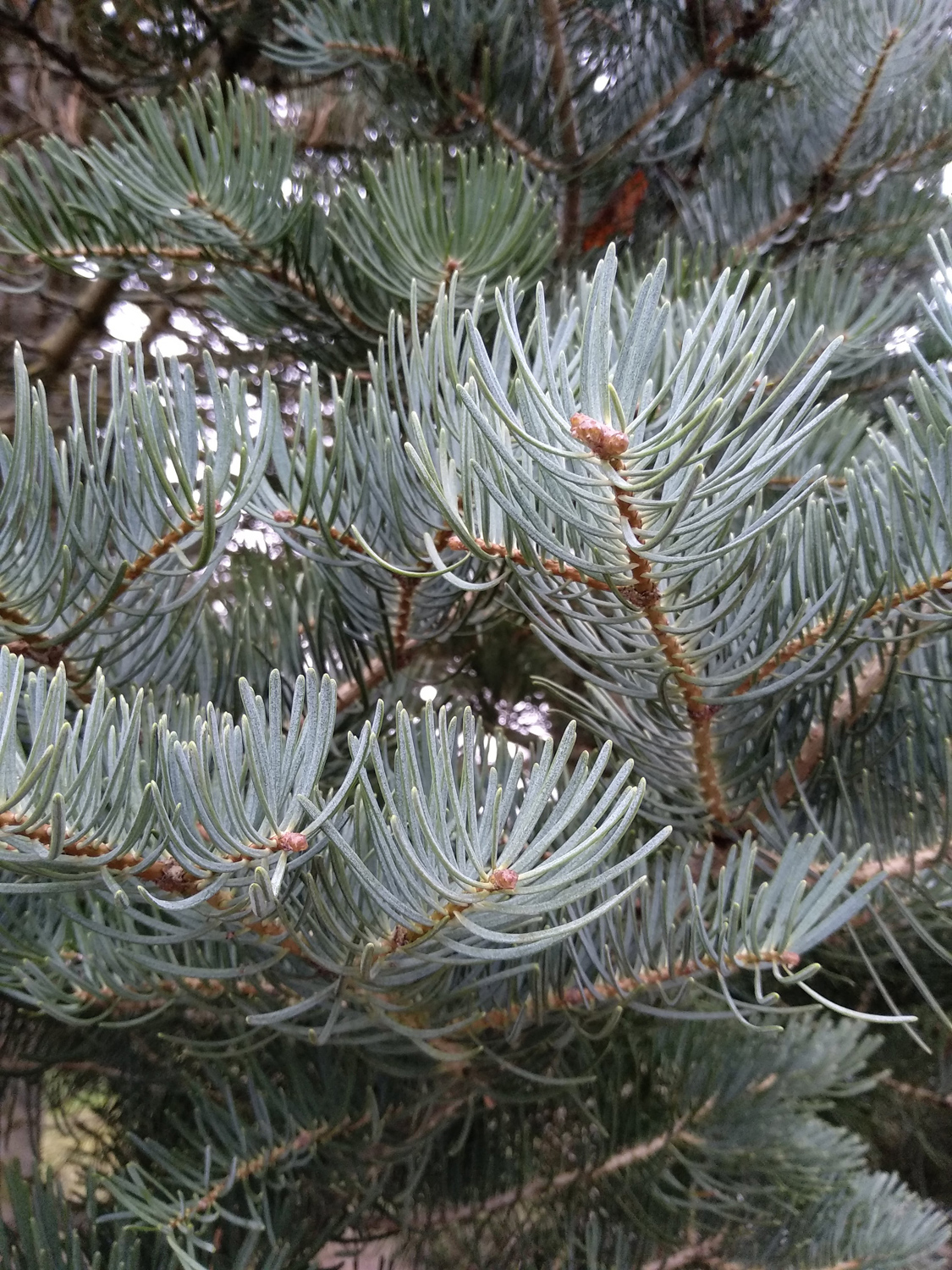 Abies concolor - Kusterdingen - Dez. 2022