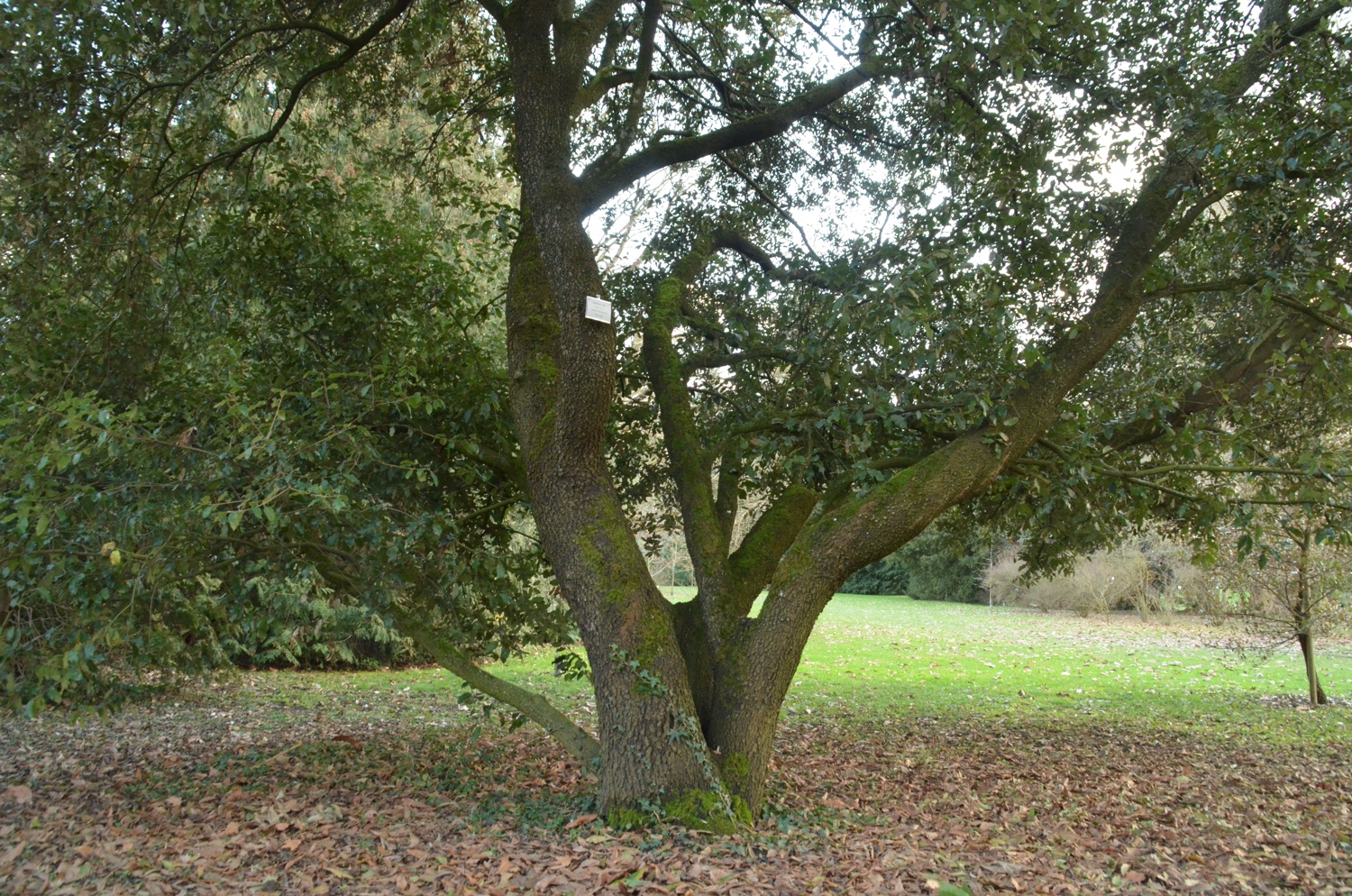 Quercus ilex - Stuttgart-Hohenheim - Mai 2023