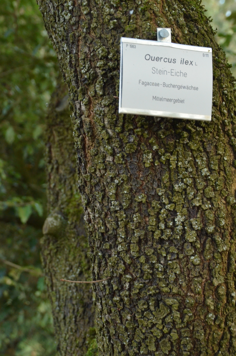 Quercus ilex - Stuttgart-Hohenheim - Mai 2023