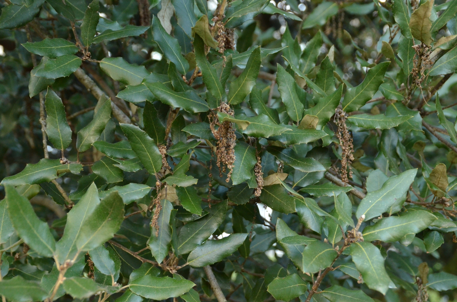Quercus ilex - Stuttgart-Hohenheim - Mai 2023