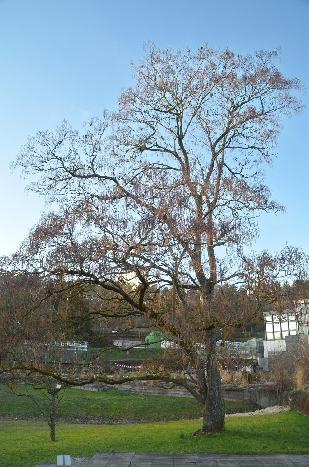 Catalpa ovata 'Flavescens' - Tübingen - Februar 2023