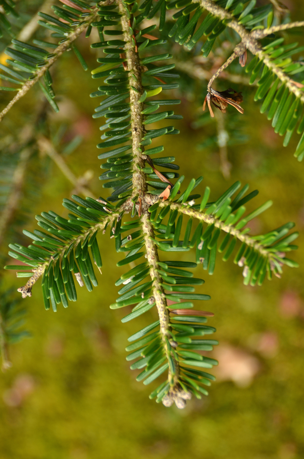 Abies nebrodensis - Tübingen - Februar 2023