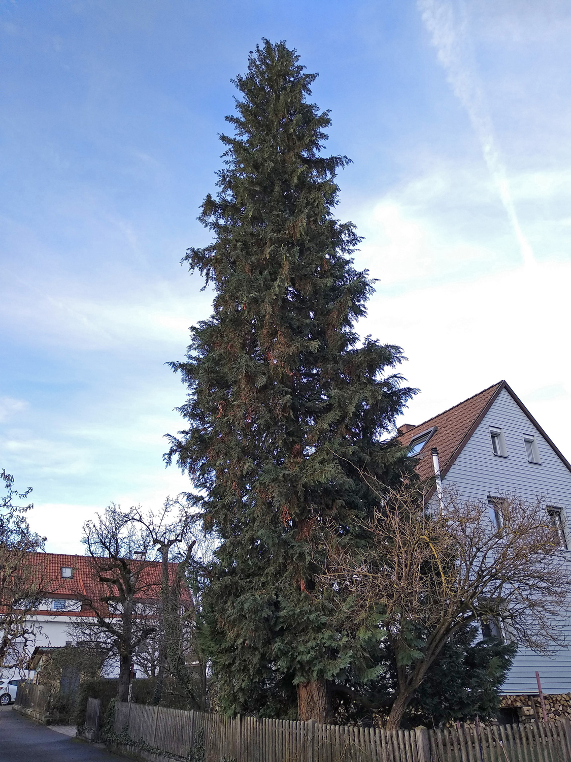 Chamaecyparis lawsoniana 'Alumii' - Kusterdingen - Januar 2023