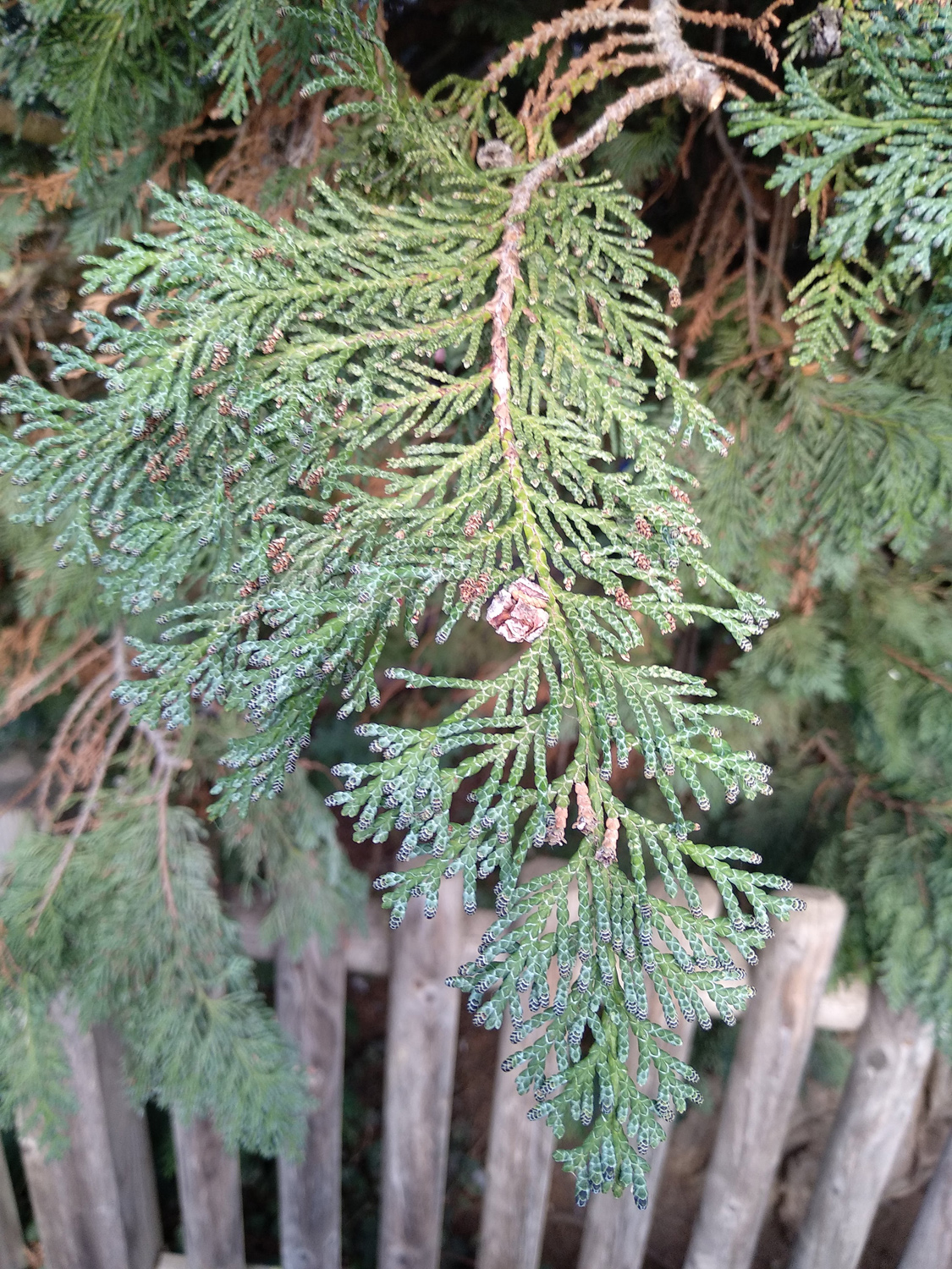 Chamaecyparis lawsoniana 'Alumii' - Kusterdingen - Januar 2023