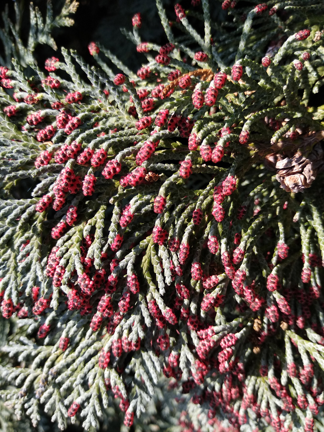 Chamaecyparis lawsoniana 'Alumii' - Kusterdingen - Januar 2023