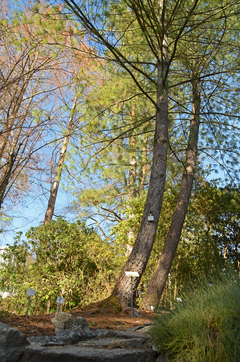 Pinus wallichiana - Tübingen - Februar 2023