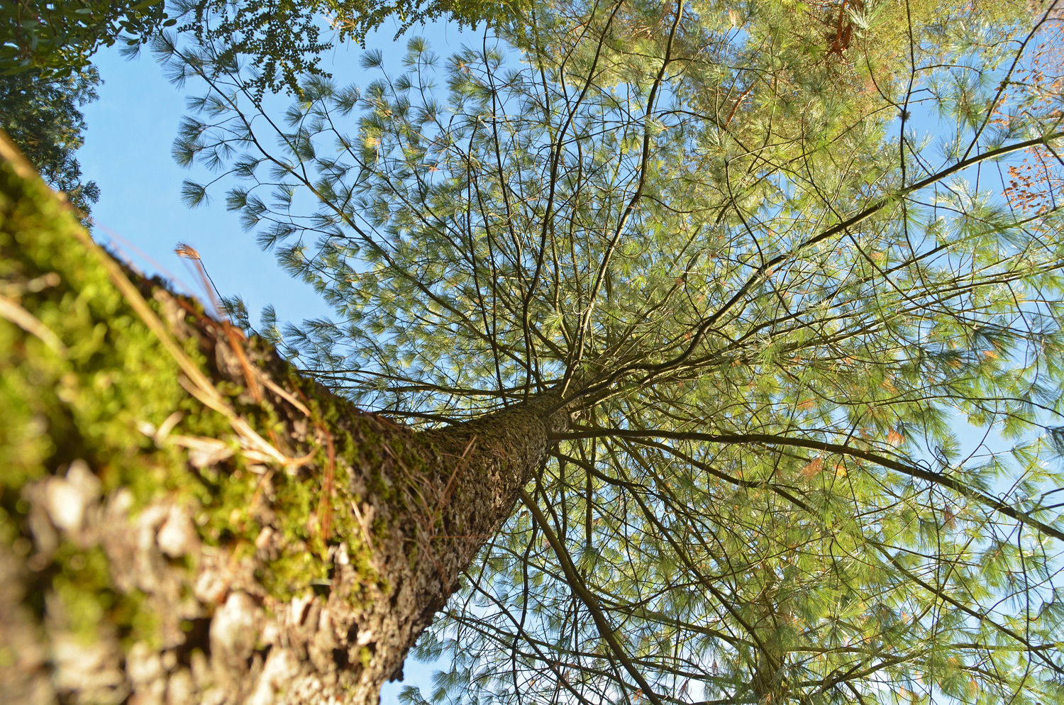 Pinus wallichiana - Tübingen - Februar 2023
