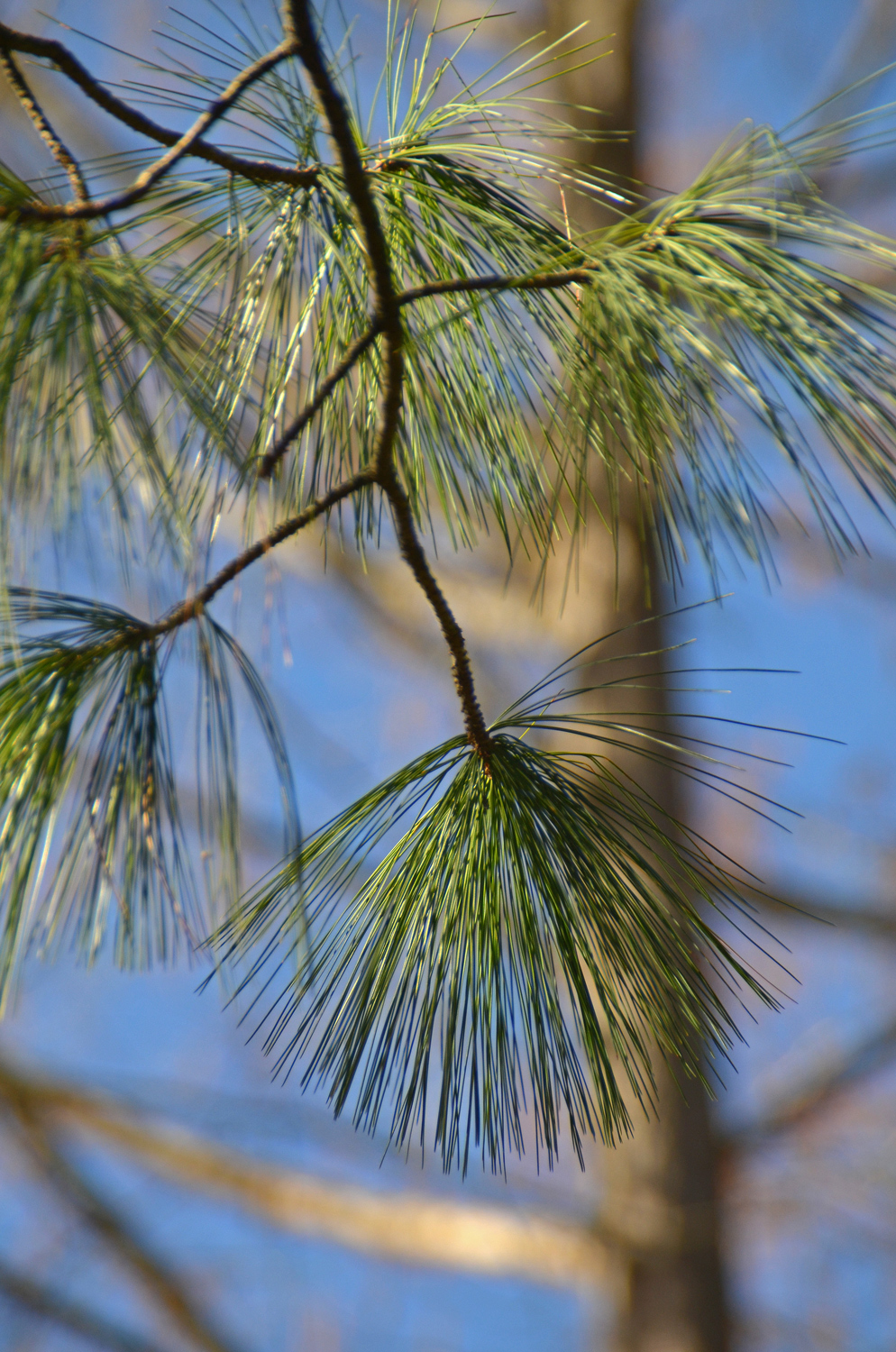 Pinus wallichiana - Tübingen - Februar 2023