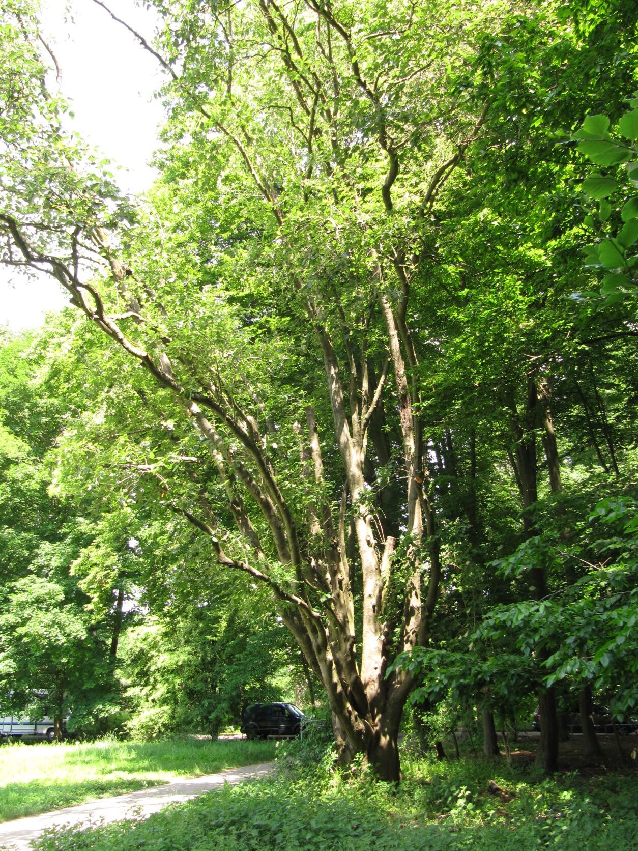 Sorbus intermedia - Köln - Mai 2022