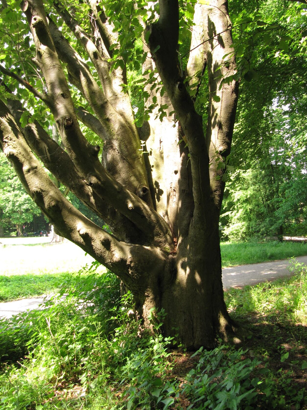 Sorbus intermedia - Köln - Mai 2022