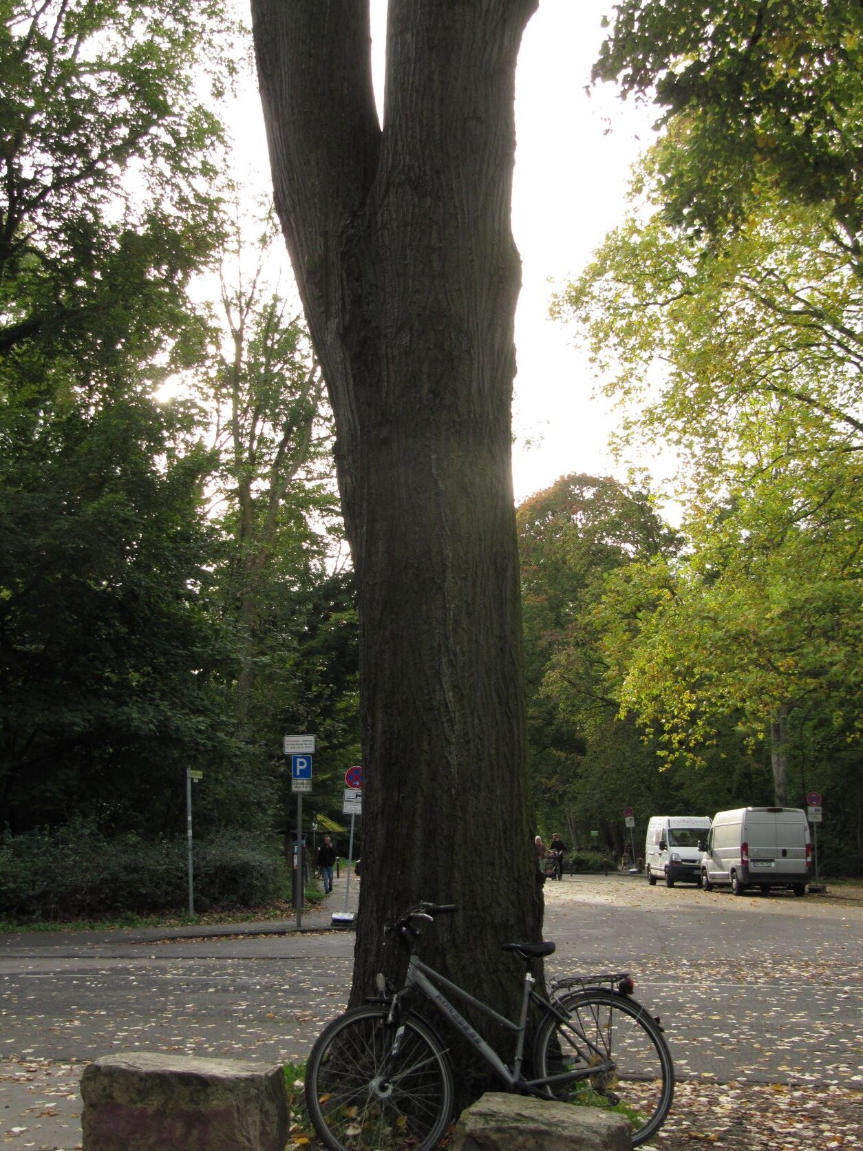 Tilia × moltkei - Köln Stadtwald - Okt. 2022