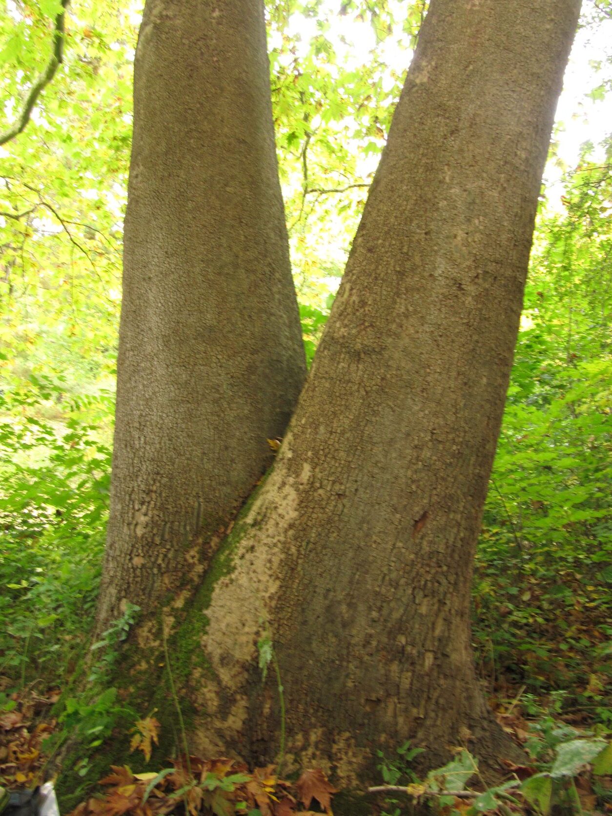 Platanus orientalis - Köln - Okt. 2022