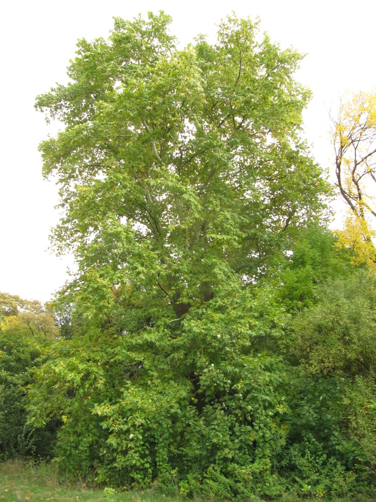 Platanus orientalis - Köln - Okt. 2022
