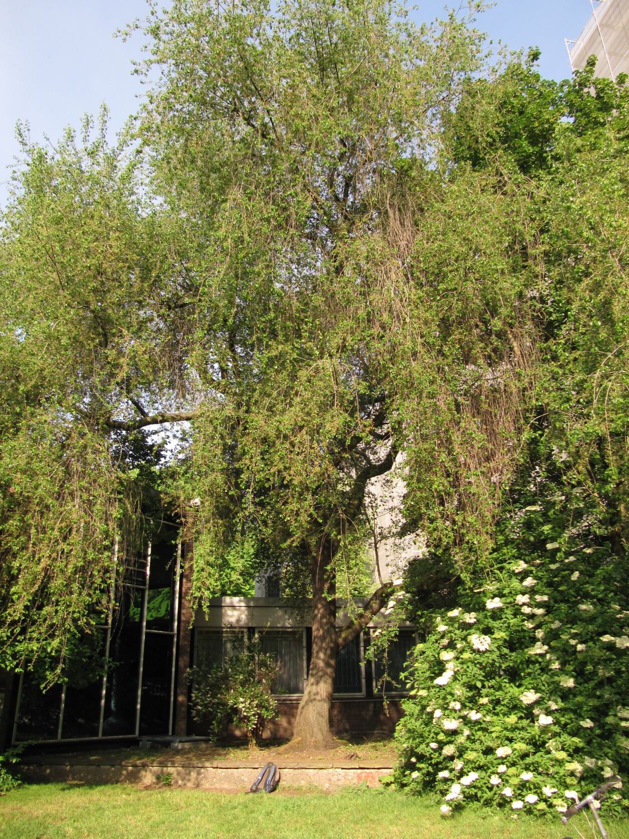 Prunus mahaleb - Universität - Köln 2022