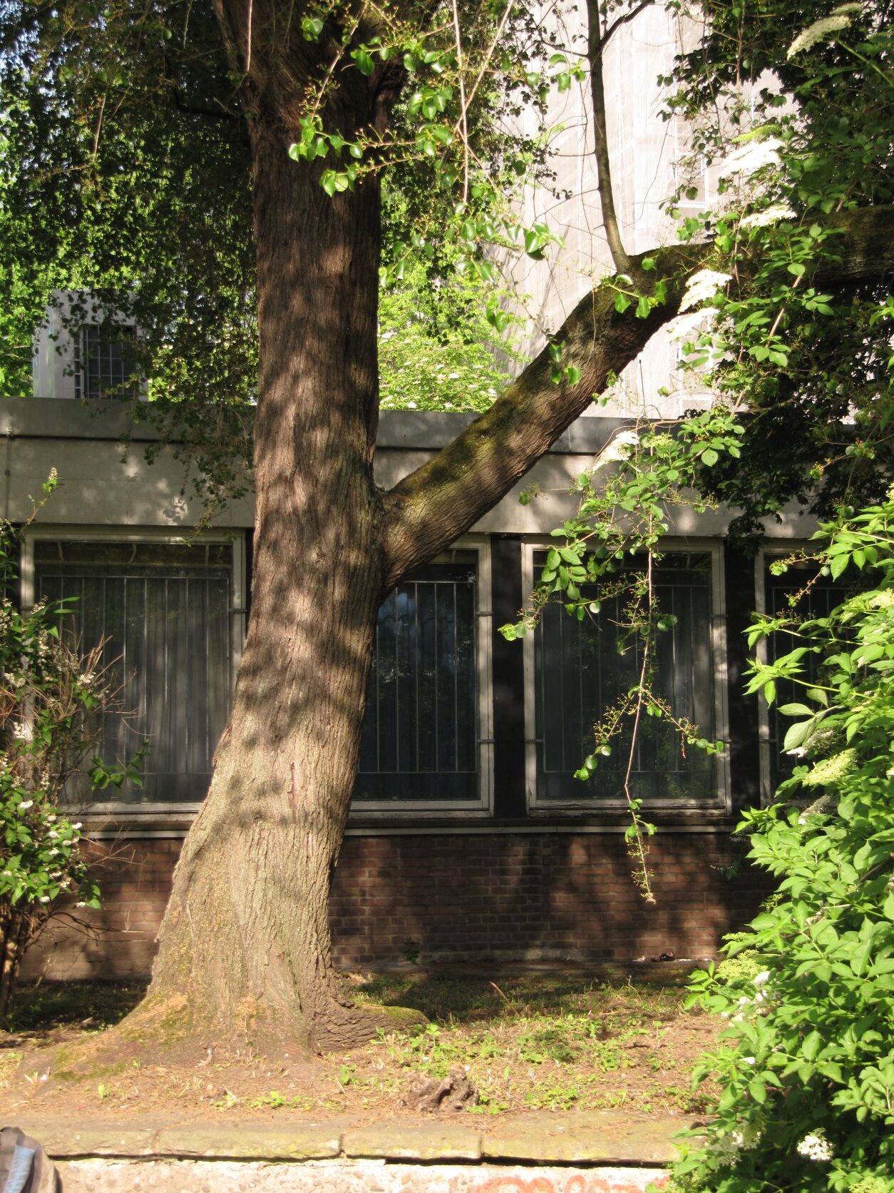 Prunus mahaleb - Universität - Köln 2022