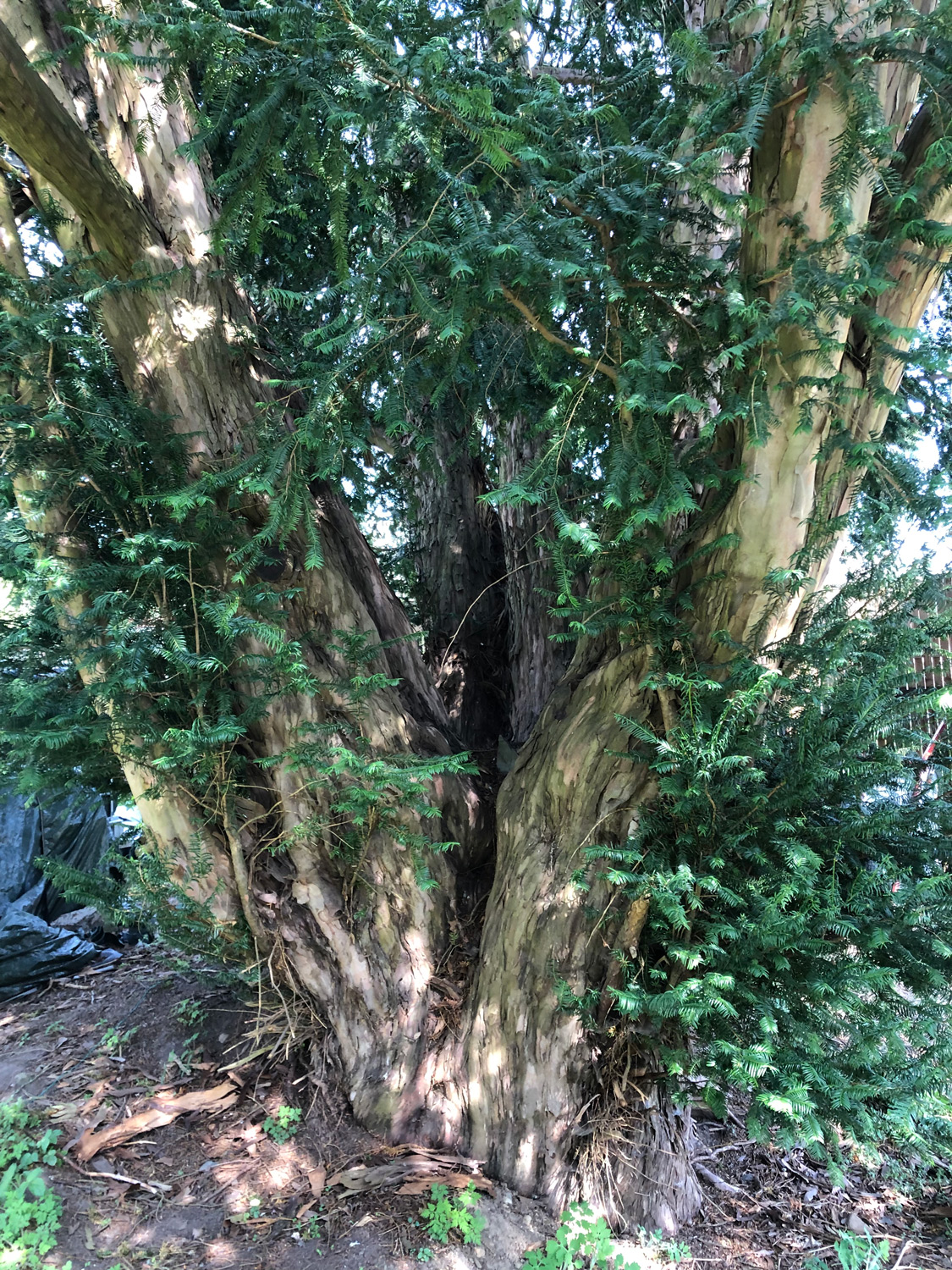Taxus baccata - Altenbrak - 01.05.2022