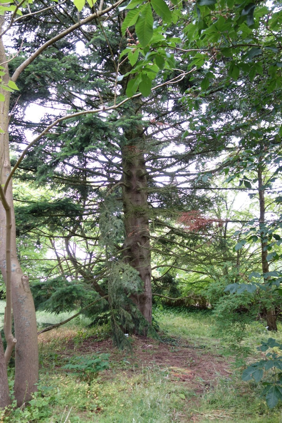 Abies firma - Kiel - 23.05.2021