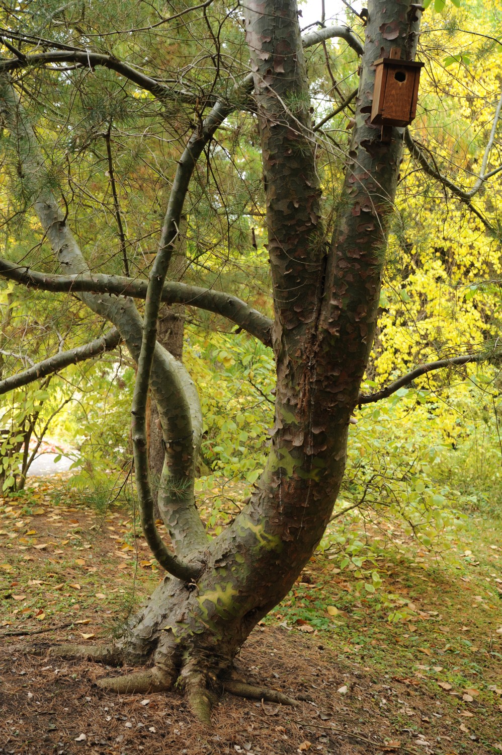 Pinus bungeana - Botanischer Garten Jena - 2012