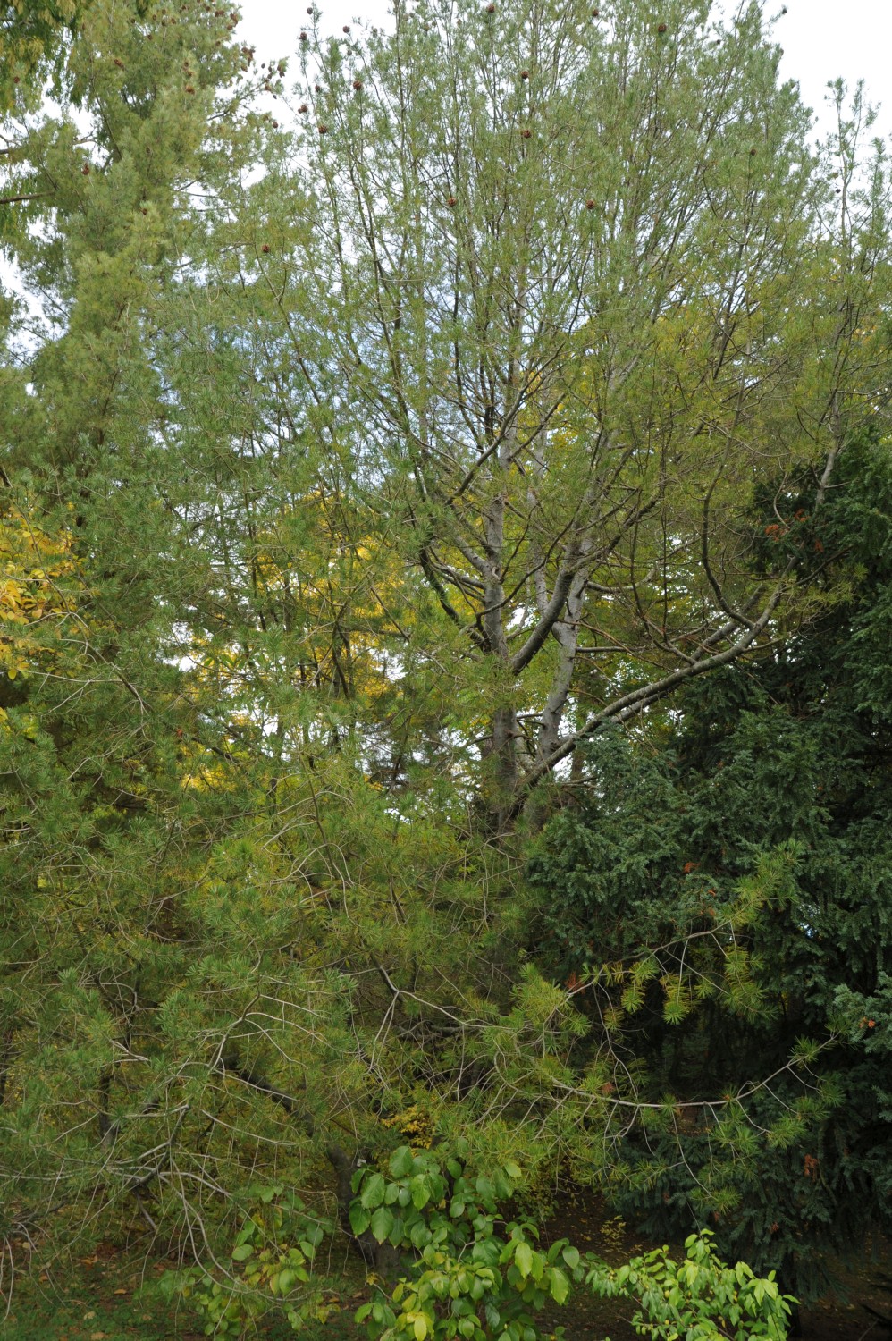 Pinus bungeana - Botanischer Garten Jena - 2012