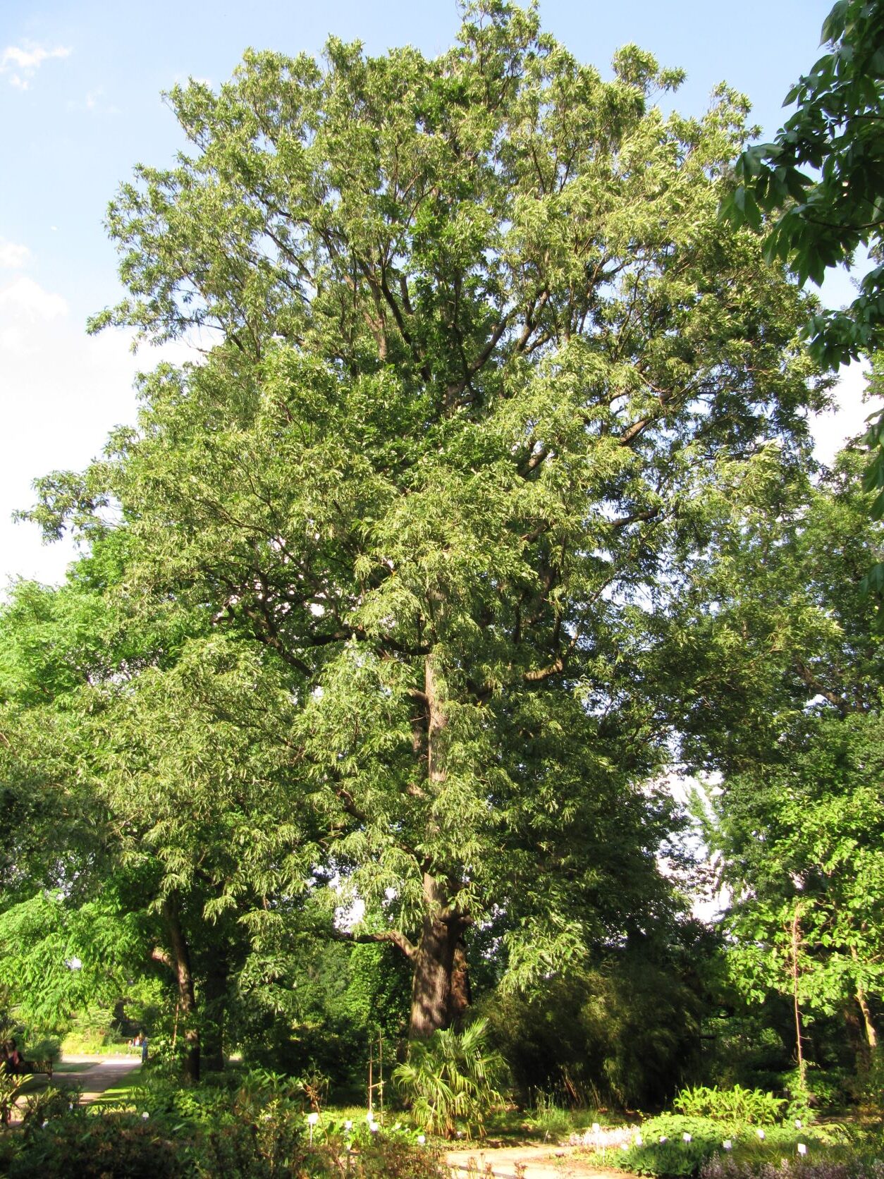 Quercus petraea 'Insecata' - Bonn - Mai 2022